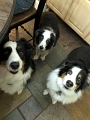 Kids_DogsFodPlease_7-2020 (1)